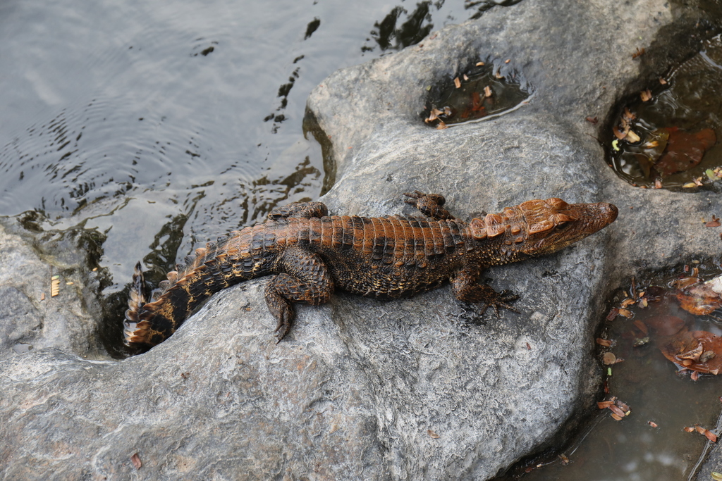 Congo Dwarf Crocodile from Haut Nyong, Kamerun on February 20, 2022