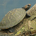 Red-headed Amazon River Turtle - Photo (c) Paul Freed, all rights reserved, uploaded by Paul Freed