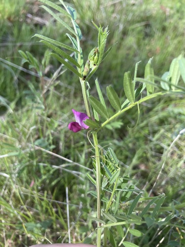 iNaturalist observation photo of Common Vetch