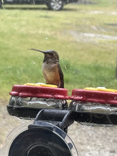 iNaturalist observation photo of Rufous, Allen's, and Allied Hummingbirds