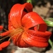 Scarlet Martagon Lily - Photo (c) Georgios Mesimeris, all rights reserved, uploaded by Georgios Mesimeris