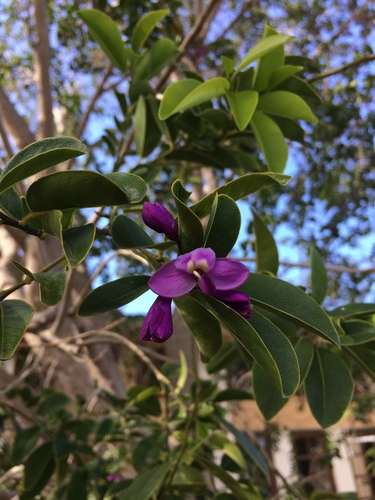 Violet tree (Phlebotaenia cowellii)