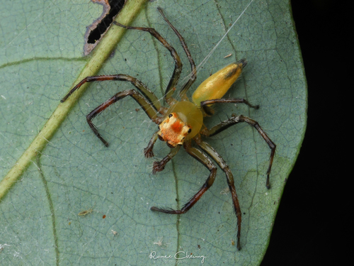 Epeus glorius Żabka, 1985