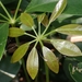 Miniature Umbrella Tree - Photo (c) yongzhe, all rights reserved, uploaded by yongzhe