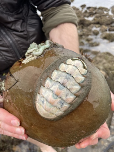 Conspicuous Chiton