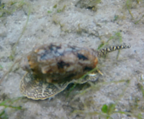 Bat volute — seen at this dive site