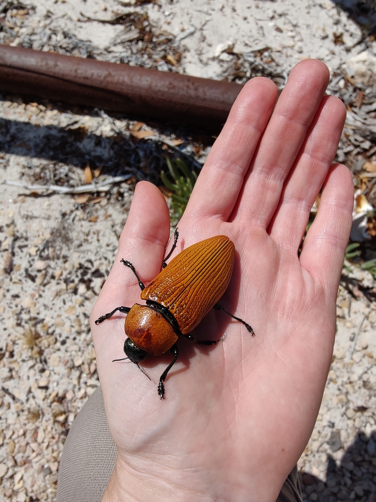 標本 Australia Themognatha heros 65mm Australia Themognatha heros 65mm - メルカリ