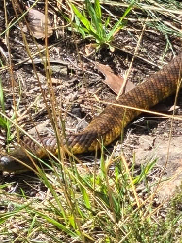 Tiger Snake sighting