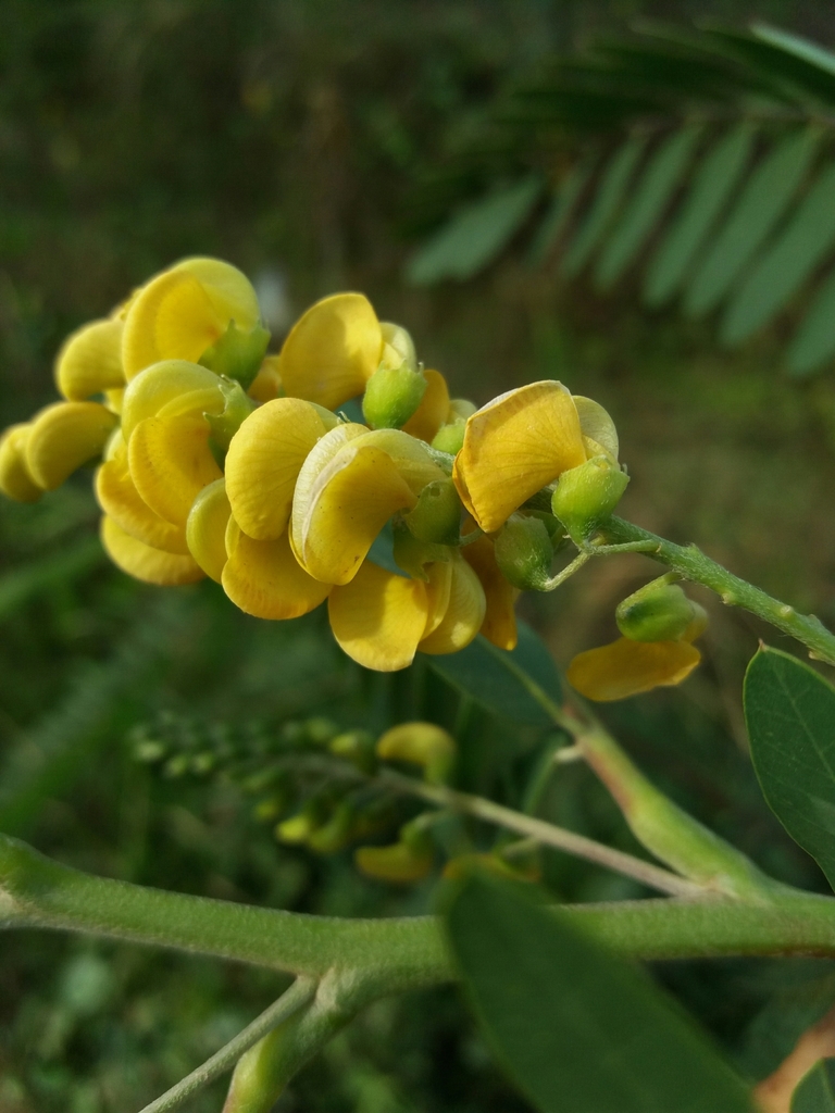Acacia mansa
