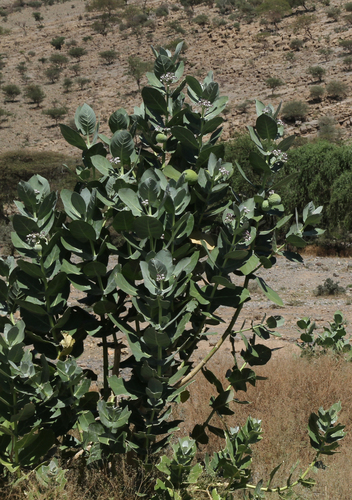giant milkweed