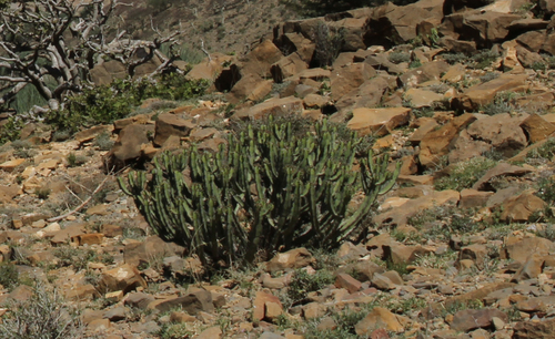 desert candle