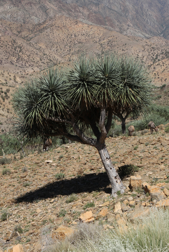 Gabal Elba dragon tree