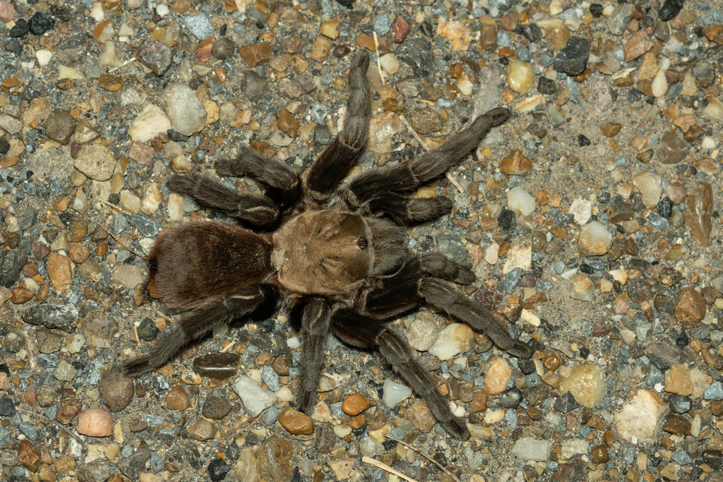 Texas Tan Tarantula (Aphonopelma anax) · iNaturalist