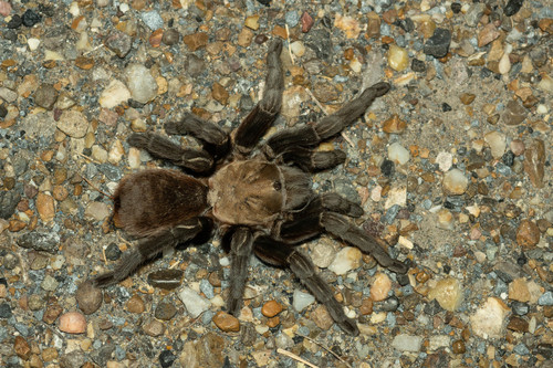 Texas Tan Tarantula