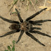 Aphonopelma anax - Photo (c) Joseph Connors, todos os direitos reservados, uploaded by Joseph Connors