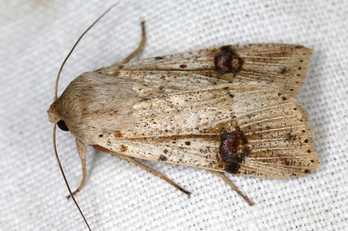 Prwana Insect Praina irazuna · iNaturalist