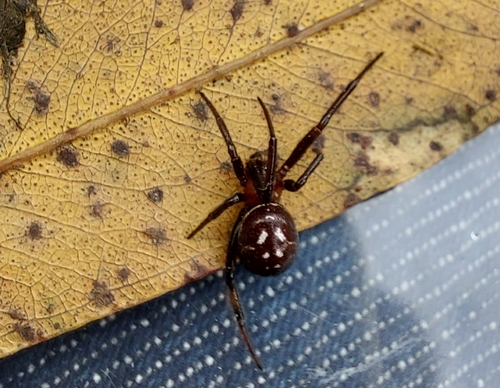 Black Cobweb Spider