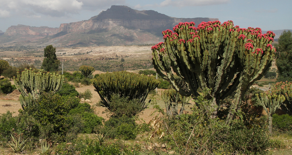 ランガク（巒岳） (Euphorbia abyssinica) · iNaturalist