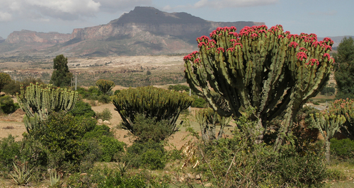 Euphorbia abyssinica (Euphorbia abyssinica)
