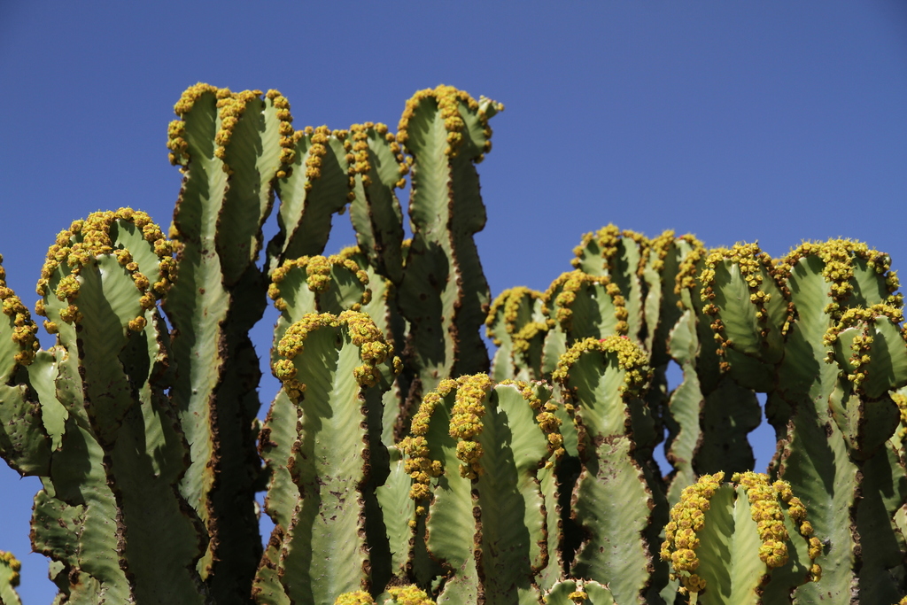 ランガク（巒岳） (Euphorbia abyssinica) · iNaturalist