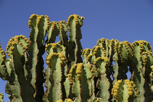 ランガク（巒岳） (Euphorbia abyssinica) · iNaturalist