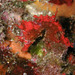 Observation photo