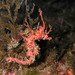Observation photo