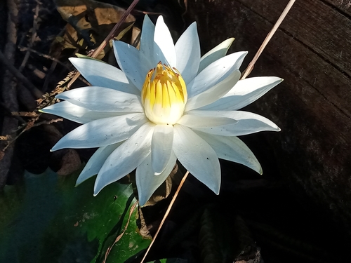 Egyptian white water-lily