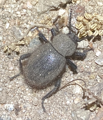 Woolly Darkling Beetle