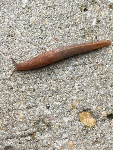 Tandonia kusceri