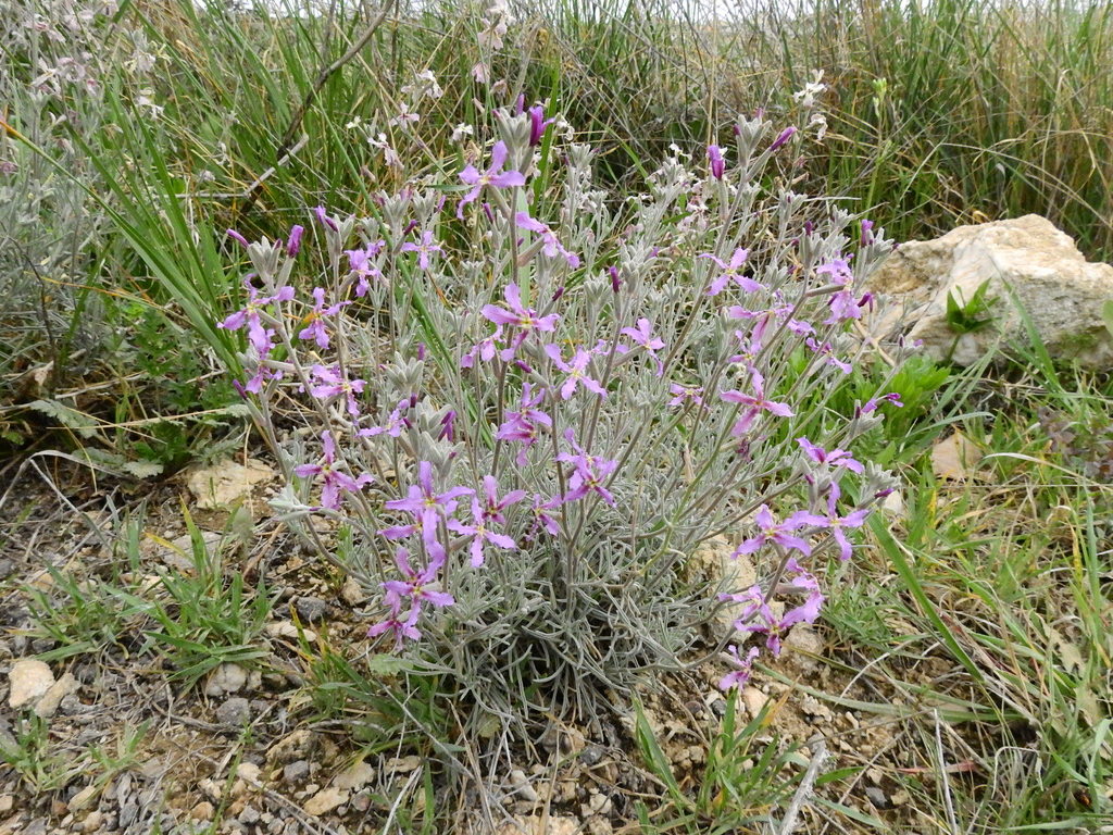 Alhelí de roca