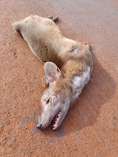 Hoary Fox