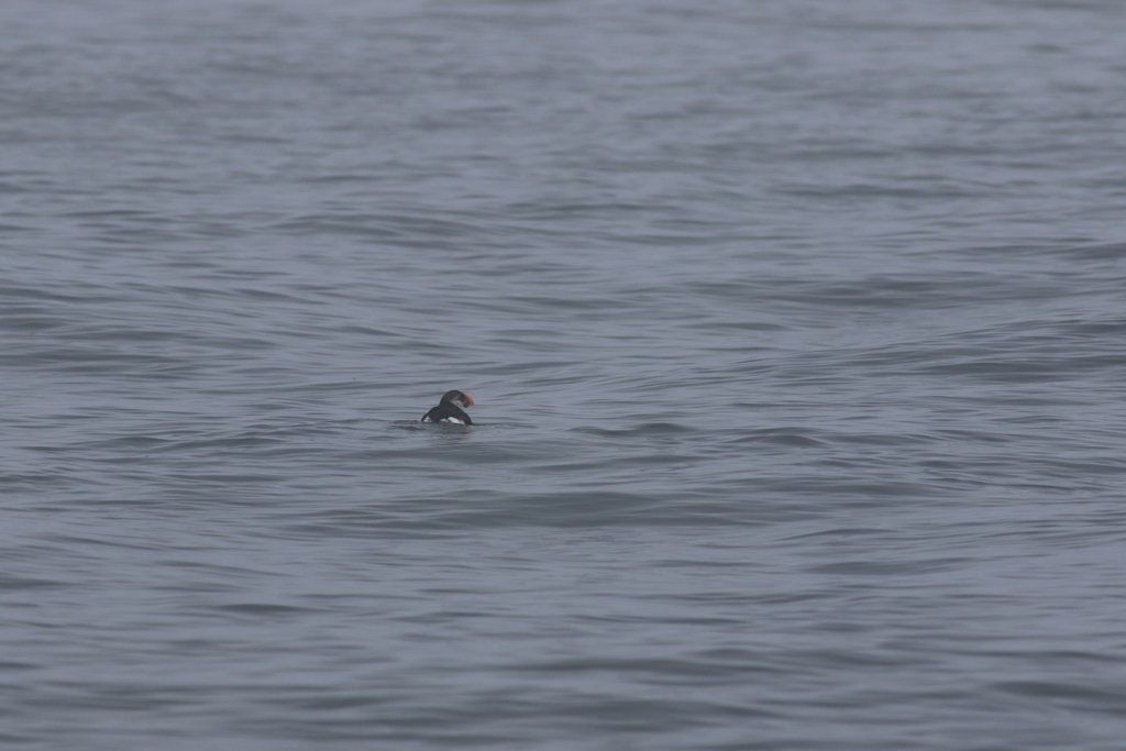 Atlantic Puffin in March 2022 by Jackson Frost · iNaturalist