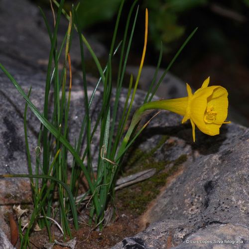 hoop-petticoat daffodil