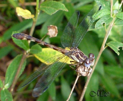 Archaeogomphus densus