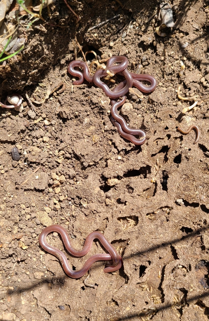 Texas Blind Snake in March 2022 by dannysanders · iNaturalist