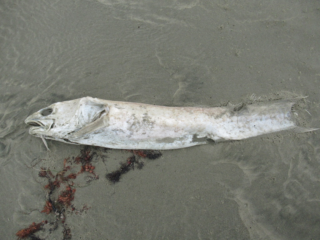 Pink Ling from Sandy Point, New Zealand on March 20, 2022 at 09:53 AM ...