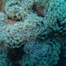 Hammer Coral - Photo (c) tracc, all rights reserved, uploaded by tracc