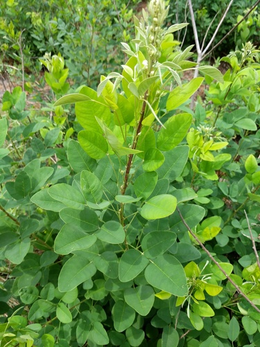 shrub lespedeza