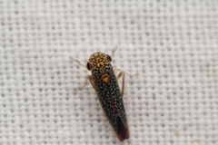 Macugonalia testudinaria image