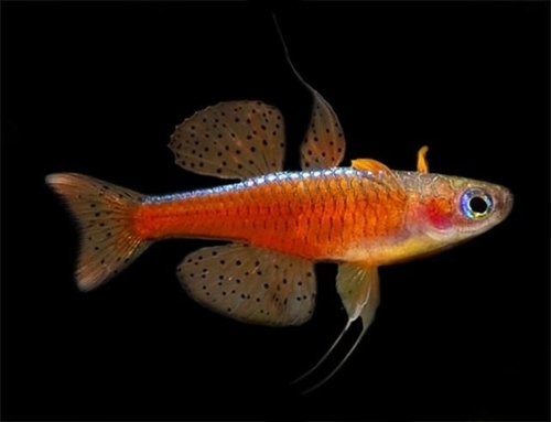 Pseudomugil luminatus photo