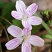 Claytonia virginica - Photo (c) Cambray Bergmann, כל הזכויות שמורות, הועלה על ידי Cambray Bergmann