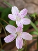 Virginia Springbeauty - Photo (c) Cambray Bergmann, all rights reserved, uploaded by Cambray Bergmann