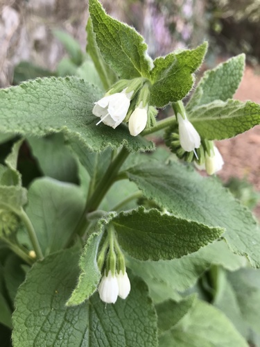 Soft Comfrey