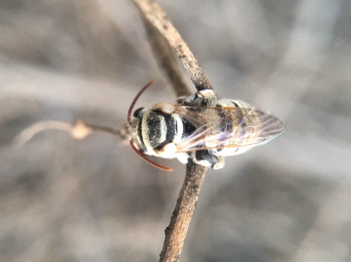 Pseudapis edentata