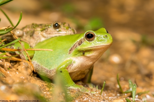 Mediterranean Tree Frog
