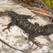 Graceful Crag Lizard - Photo (c) Tyrone Ping, all rights reserved, uploaded by Tyrone Ping