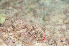 Macrorhynchia philippina image