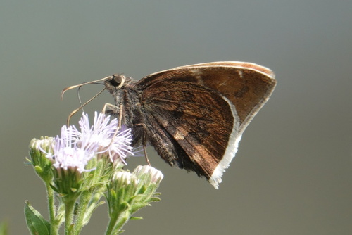 Coyote Cloudywing