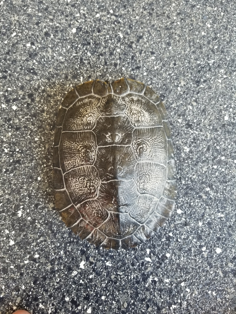 Pond Slider from Lake Brittany Estates, Muskego, WI 53150, USA on March 21, 2022 at 1259 PM by